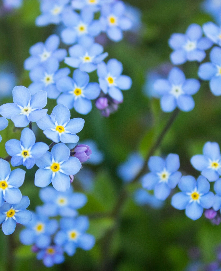 Forget Me Nots